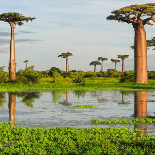 Grandidier's Baobab