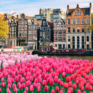 Amsterdam tulips, jan 2020