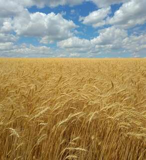Пшеничное поле 