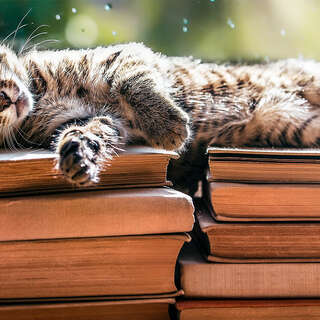 Little tabby cat laying on book