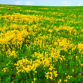 Yellow flowers field 04-22-2019