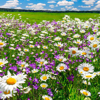 Daisies meadow